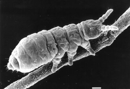 Collembola điều chỉnh sinh sản để thích nghi với môi trường 