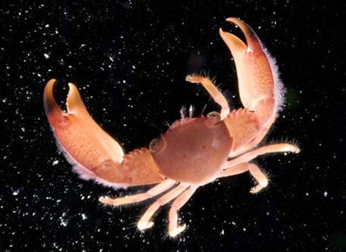 Úc phát hiện thêm 100 loài sinh vật biển mới 