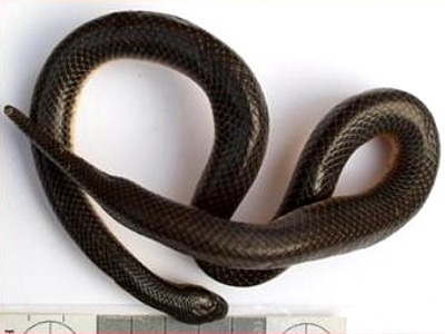 Khám phá loài rắn má chỉ có ở Vườn QG Tam Đảo