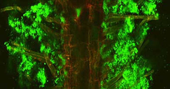 Cây biết phát tín hiệu cầu cứu