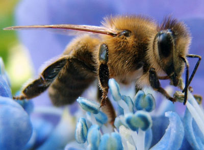 Loài ong biết đếm