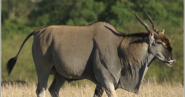 Linh dương thể hiện sức mạnh qua đầu gối