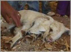 Cừu 2 đầu chào đời tại Palestine