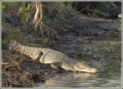 Túi nilon giết chết cá sấu