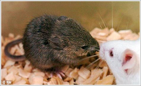 Nhật nhân bản thành công tế bào chuột chết