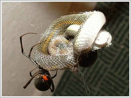 Nhện xơi tái rắn và chim