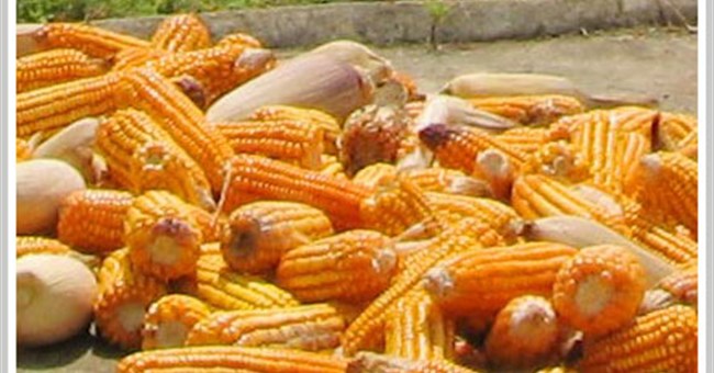 Tranh cãi về tác dụng ngừa thai của ngô biến đổi gene