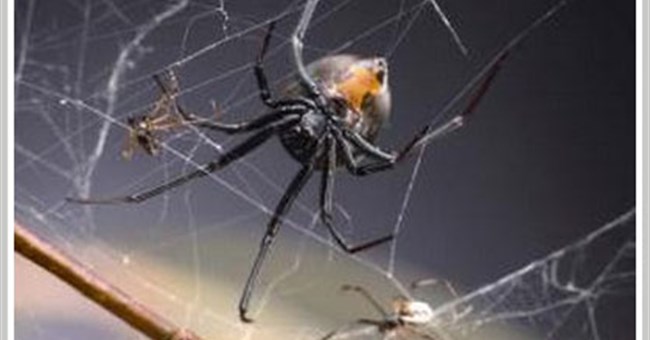 Bị xé xác vì "yêu" chớp nhoáng