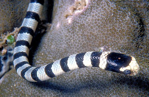 Phát hiện thú vị về loài rắn biển