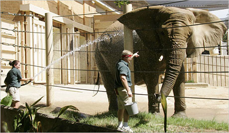 Bi kịch của voi trong vườn thú 