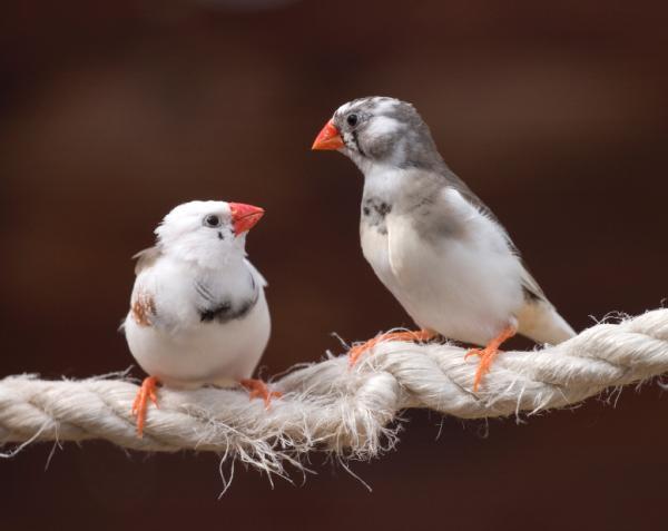  Luyện tập và ngủ giúp chim hót hay hơn