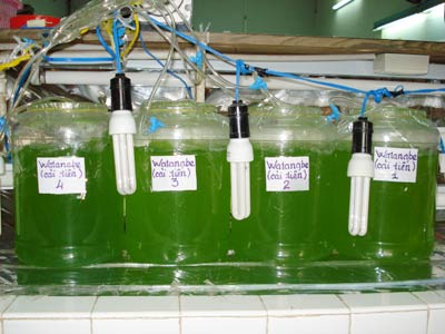 Sản xuất biodiesel từ tảo biển 