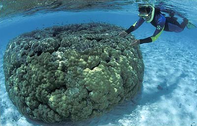 Hệ thống san hô lớn nhất thế giới bị đe dọa