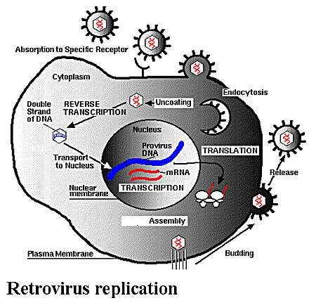 Protein phòng vệ tiêu diệt retroviruses ở linh trưởng cổ đại