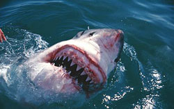 Cá mập có hàm yếu