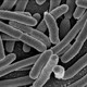 Biến vi khuẩn E.coli thành nhiên liệu sinh học
