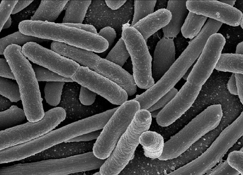 Biến vi khuẩn E.coli thành nhiên liệu sinh học