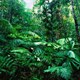 Rừng mưa nhiệt đới trên thế giới đang hồi sinh