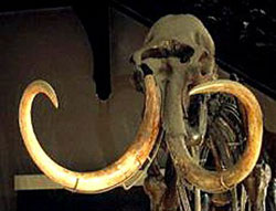 Phát hiện hóa thạch voi Mamút ở California