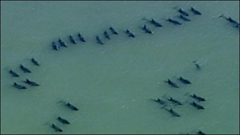 200 cá heo dạt vào bờ biển Philippines