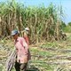 Phân bón mía từ phế thải nhà máy mía đường