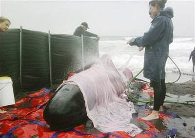 Giải cứu cá voi tại Australia 