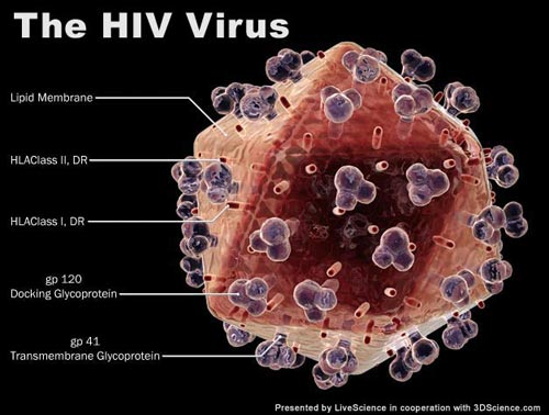Phát hiện hợp chất 'khóa' được virus HIV