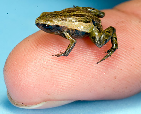Loài ếch nhỏ bằng đồng xu