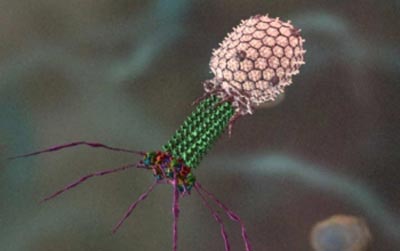 Virus có thể 'xơi tái' vi khuẩn