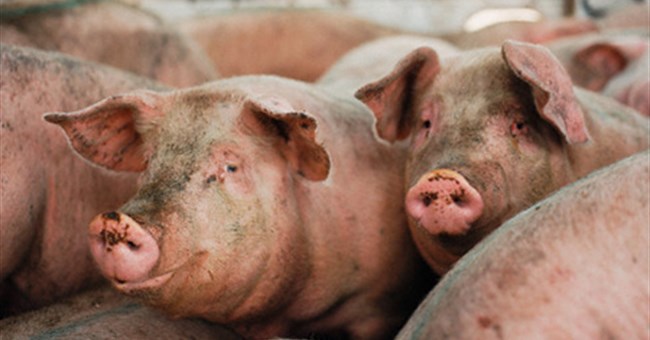 Việt Nam chưa có nghiên cứu về cúm lợn H1N1