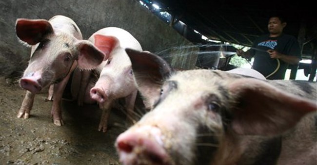 Tranh cãi về tên 'cúm lợn' 