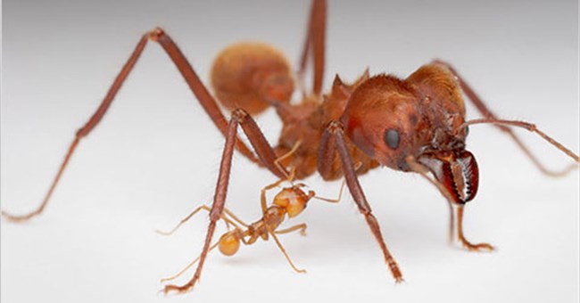 Khám phá cuộc sống của loài kiến qua ảnh 