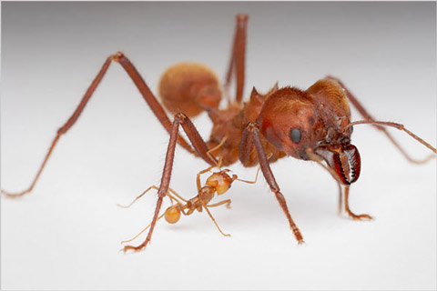 Khám phá cuộc sống của loài kiến qua ảnh 