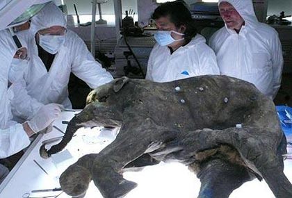 Bí mật xác voi ma mút 37.000 năm tuổi