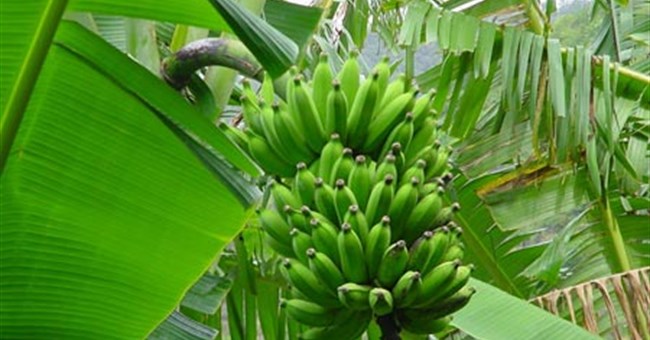 Vỏ chuối có thể trở thành nguồn nhiên liệu khổng lồ