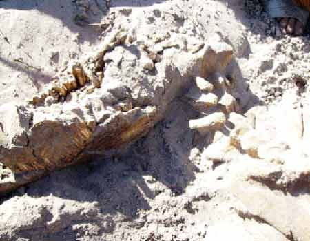 Phát hiện bộ xương giống khủng long ở Bình Thuận