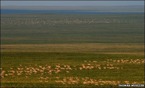Đàn linh dương khổng lồ ở Mông Cổ