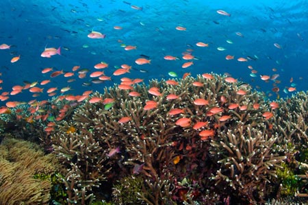 Tam giác san hô có nguy cơ biến mất