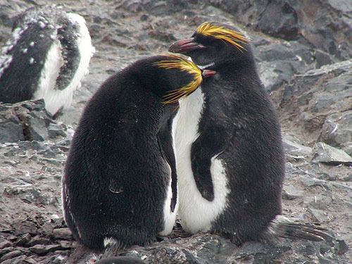 Cuộc sống bí mật của chim cánh cụt