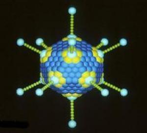 Virus mới phá hủy các tế bào ung thư nhưng không gây hại cho tế bào khỏe mạnh
