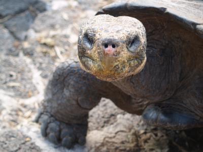 Muỗi tiến hóa đe dọa động vật hoang dã trên đảo Galapagos 
