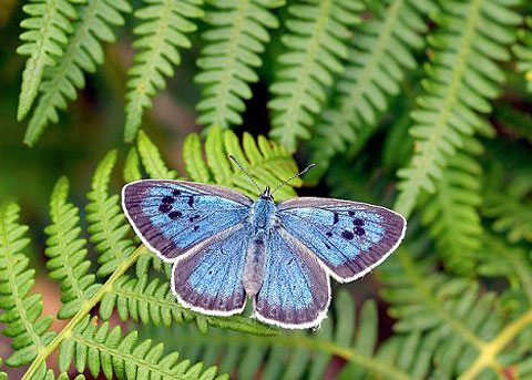 Sự hồi sinh khó tin của loài bướm xanh tại Anh