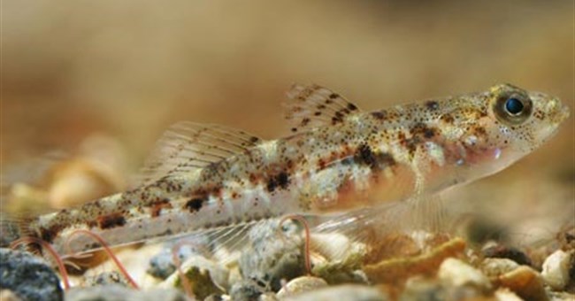 Giải mã hiện tượng bố ăn con của cá