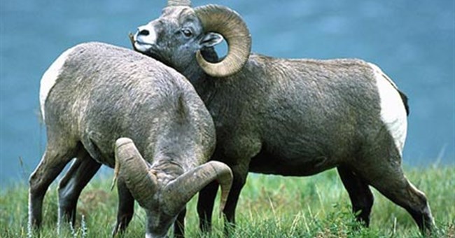 Những loài động vật có thể bị đồng tính