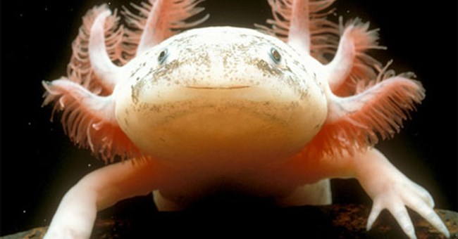 Con người có thể tự tái tạo các chi