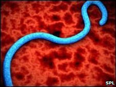 Phát hiện virus ebola ở lợn