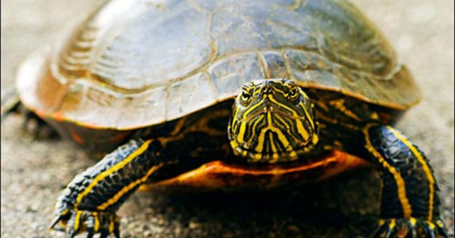 Mai rùa tiến hóa như thế nào?