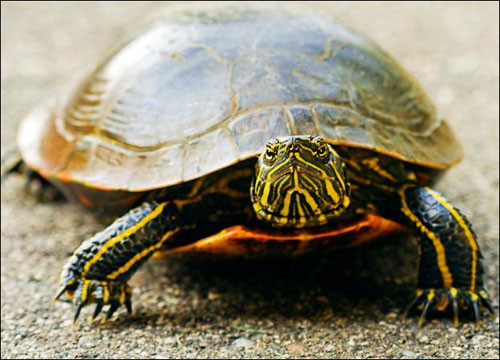 Mai rùa tiến hóa như thế nào?
