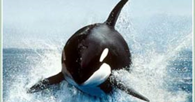 Theo dấu loài cá voi - Bí ẩn sự kiện cá voi mỏ khoằm mắc cạn (Phần I)