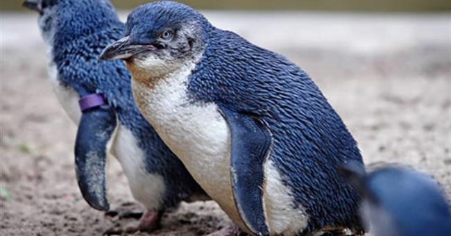 Bảo vệ chim bằng súng bắn tỉa